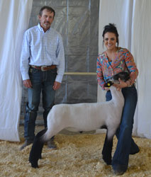Jackpot Sheep CHampions