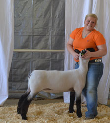Jackpot Sheep CHampions